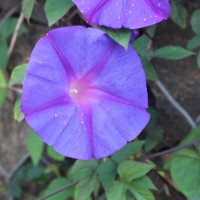 <i>Ipomoea indica</i>  (Burm.) Merr.